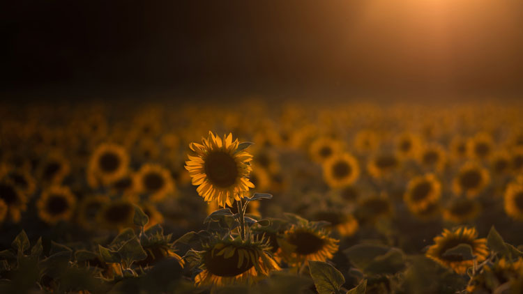 Sunflower by Daniel Olah